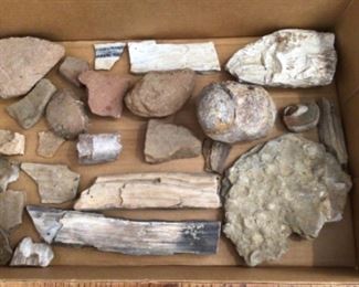 Rocks/fossils/ petrified wood 