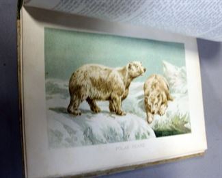 Alaska, Wild Animals, Mammals, And More, 1900s, Illustrated, Qty 3