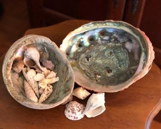 Varying sizes of shells 