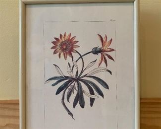 #1607C   - 7 1/2 “x 10” framed botanical print - $6
