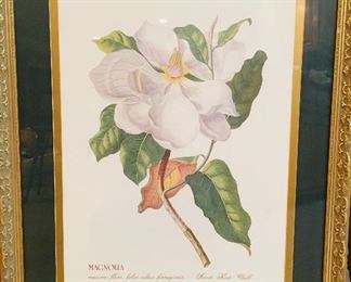 Beautifully Framed & Matted
Magnolia Print
maximo flore, folus subtus ferrugineis