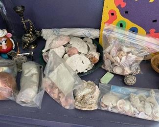 Shells, rocks and fossils