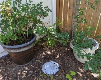 Big Pots with Rose Bushes