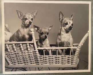 Vintage Photo Of Three Chihuahua’s In An Antique Wicker Carriage From A Graflex Ad Campaign 