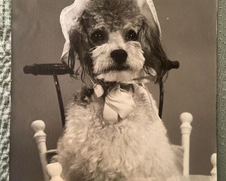 Vintage High Resolution Black & White Photo Of A Dog Dressed Like A Baby In A Stroller From A Graflex Ad Campaign 