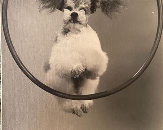 Vintage High Resolution Photo Of A Poodle Jumping Through A Hoop From A Graflex Ad  Campaign 