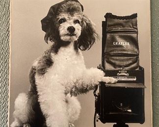 Vintage High Resolution Black & White Graflex Advertisement Of A Dog Dressed As A Photographer Next To A Graflex Camera
