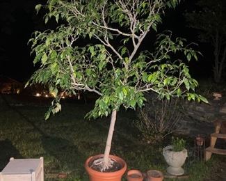 Ficus Tree, Hose Reel and Assorted Planters & Urns