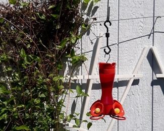 Hummingbird feed 