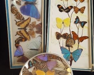 Vintage Butterfly Taxidermy Framed
