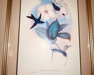 John Gould Hummingbird Prints