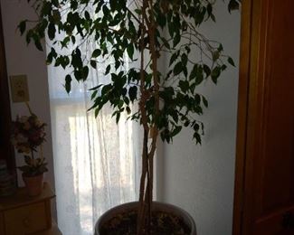 Real ficus plant