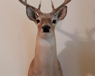 Mounted 9 Point Buck Whitetail