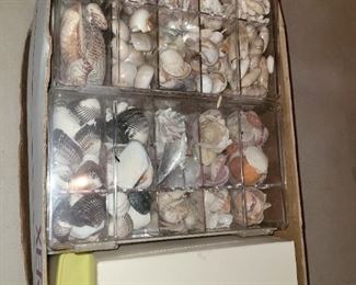 More shells