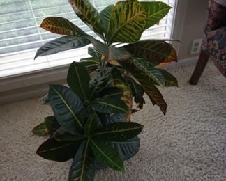 plant