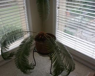 plant
