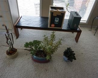 plants, bench