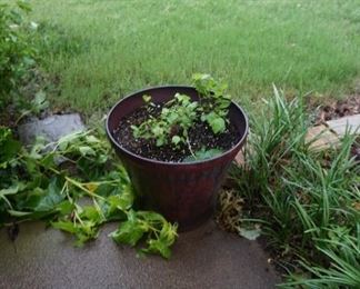 flower pot