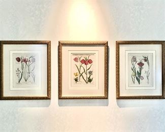 Beautiful Trio of Botanical Art, in Gold tone Frames