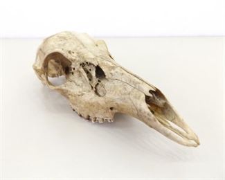 Authentic 11" Animal Skull