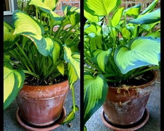 Pair of large potted Hostas. #15
