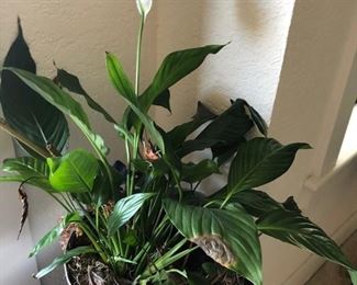 house plants 