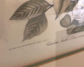 John James Audubon Prints