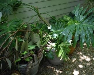 Incredible potted plants and succulents, well tended and massive in size - includes Norfolk pine in pot