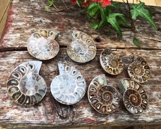 Small Sliced Ammonites!