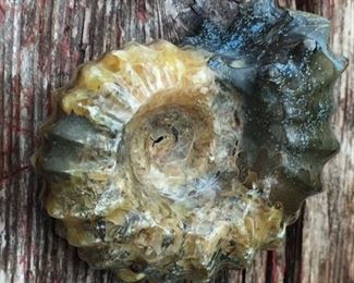 "Goat Horn" Ammonite!
