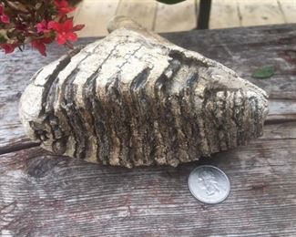 Woolly Mammoth Tooth!