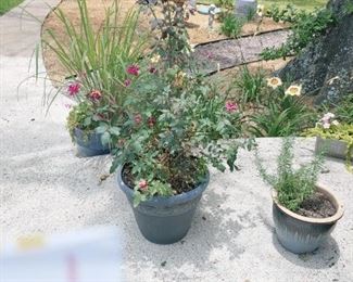 Potted Plant Collection