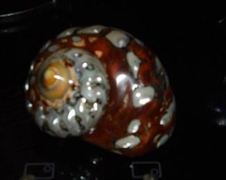 Decorative sea shell