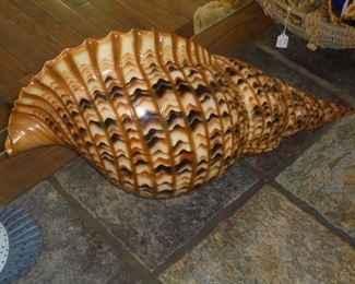 Large conk shell