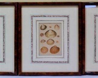 Three Framed Shell Prints