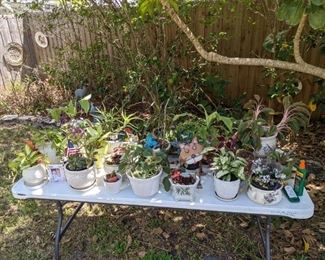 Lots of plants
