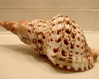 shells, shells