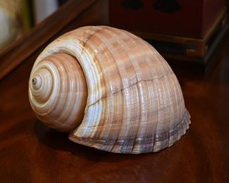 shells (lots!)
