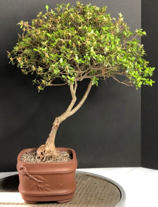 Living Estate Bonsai Auction in Midlothian, VA starts on 5/18/2021