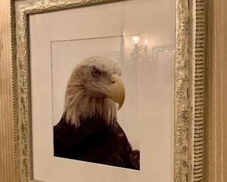 $100 - Eagle photos (pair)