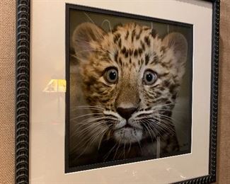 $100 - Baby Leopard Photo - signed - 19 x 19