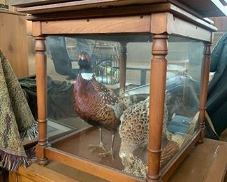 Taxidermy in Case