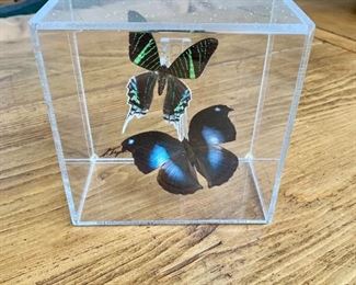 $30 Pair butterflies in lucite container 6" H, 6" W, 3.5" D. 