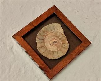 $40  Framed fossil - 5" x 5" square. 