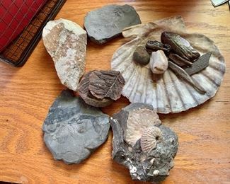 $75 - Group of fossils