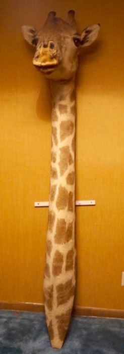 Well prepared neck and head African Giraffe Head and neck taxidermy with very little wear