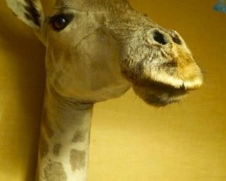Well prepared neck and head African Giraffe taxidermy with little wear
