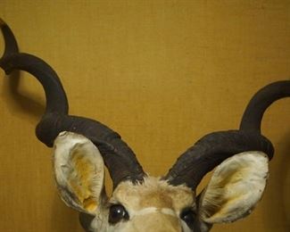 Kudu Shoulder mount  