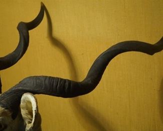 Kudu Shoulder mount  