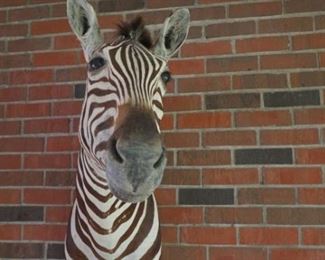 Burchell Zebra Shoulder mount